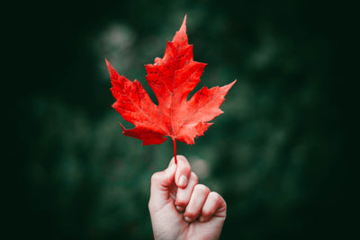 How To Turn Cremation Ashes Into a Beautiful Red Maple or Any Other Tree