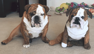 Which Dog Is Real? Pet Clone Stuffed Animal That Look Amazingly Lifelike!