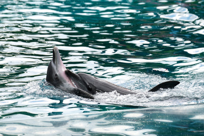 Our 8 Favorite Dolphin Urns for Ashes