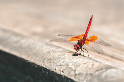 The Perfect Dragonfly Cremation Urns for Your home