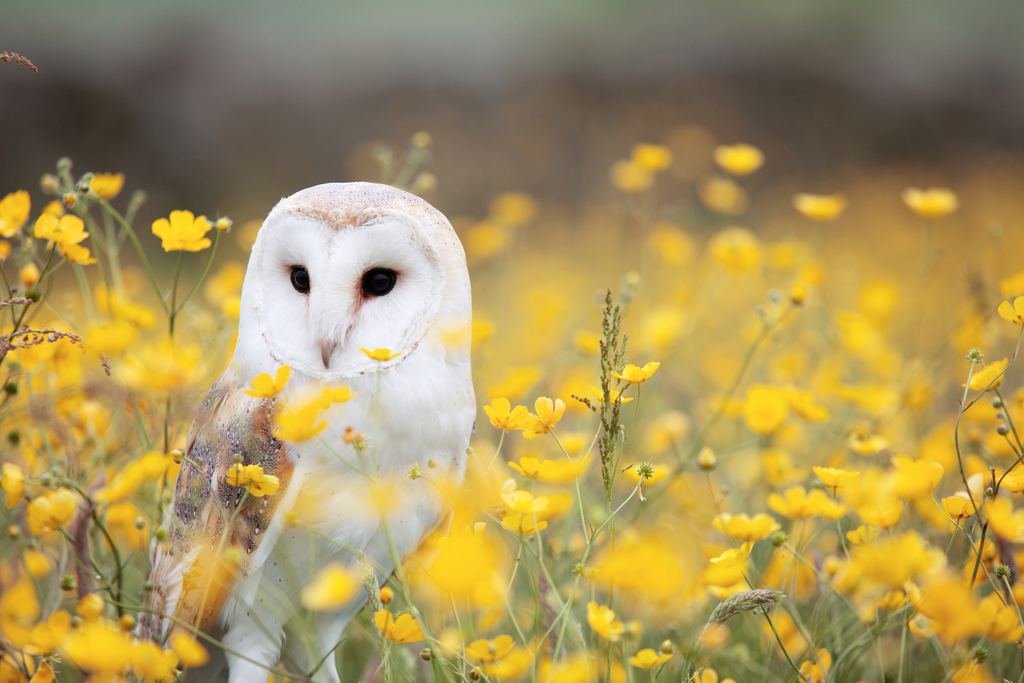 Owl Urns for Ashes
