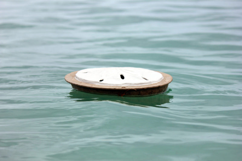 Sand Dollar Biodegradable Urn
