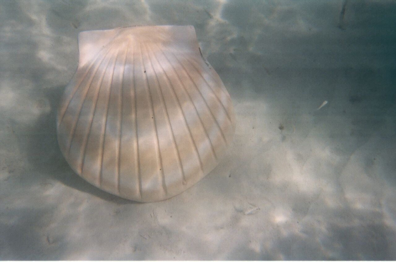 Biodegradable Shell Urn | A Beautiful Sea Burial Urn for Humans & Pets ...