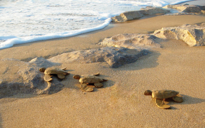 Biodegradable Turtle Urn